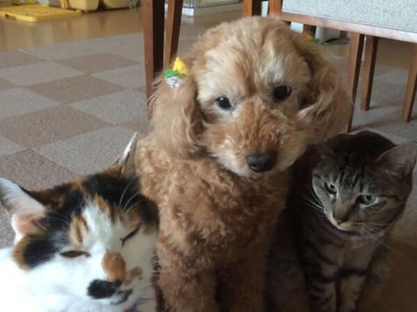 猫に囲まれて暮らす犬 しぐさまで猫っぽくなる 動画 17年8月1日 エキサイトニュース