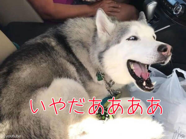 ハスキー犬 イヤッたらイヤなの 飼い主に声で反抗する 動画 17年8月6日 エキサイトニュース