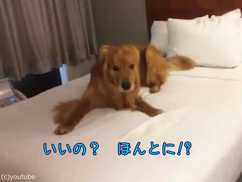 初めてベッドの上を許可された犬 リアクションがこちら 動画 17年8月19日 エキサイトニュース