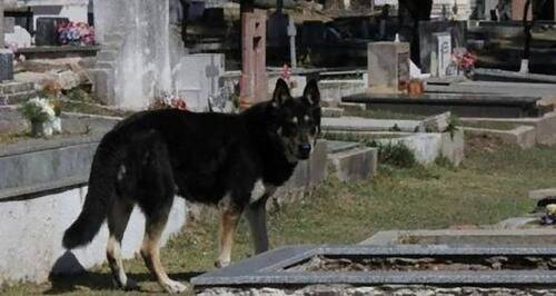 飼い主のお墓の前で10年 15歳の犬が盲目になっても寄り添い続ける 17年8月22日 エキサイトニュース