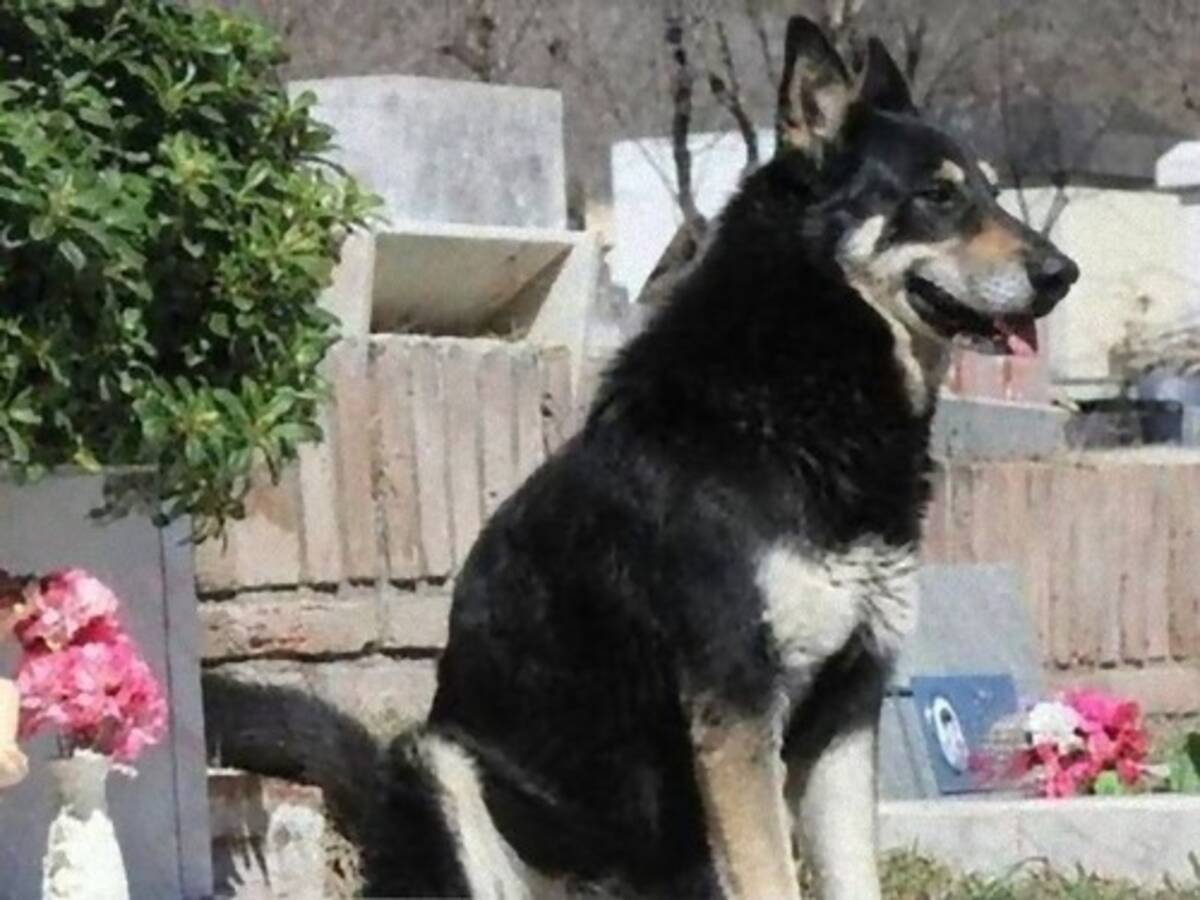 飼い主のお墓の前で10年 15歳の犬が盲目になっても寄り添い続ける 17年8月22日 エキサイトニュース