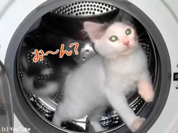 猫が乾燥機の中で遊ぶと 完全にハムスター状態 動画 17年9月4日 エキサイトニュース