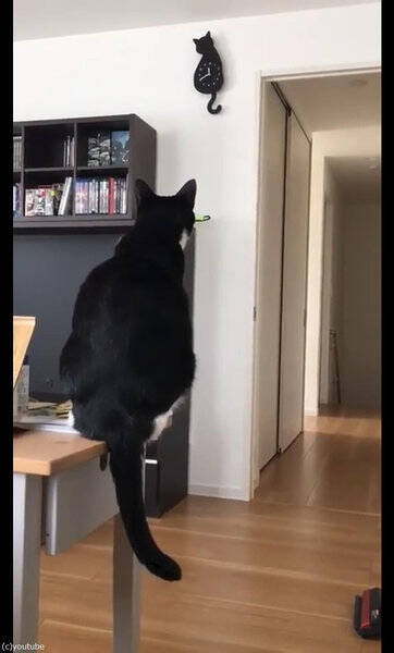 猫のしっぽが振り子時計と シンクロしてる 動画 17年9月11日 エキサイトニュース