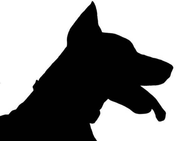 メキシコ地震で多くの命を救った犬 フリーダ の姿が愛らしい 国民のアイドル的存在に 17年10月21日 エキサイトニュース