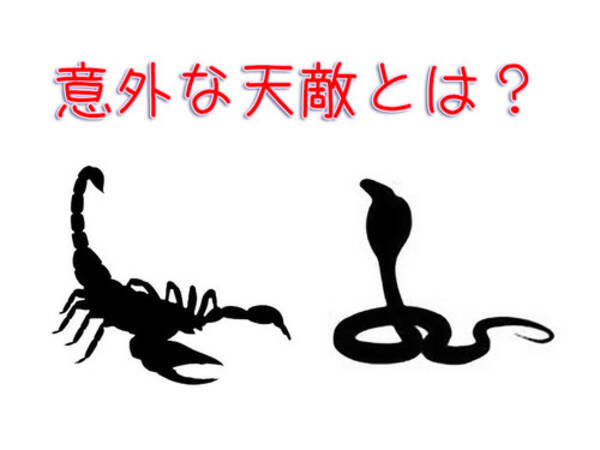 サソリやコブラの天敵は 誰もが知る あの美しい動物 だった 17年10月28日 エキサイトニュース