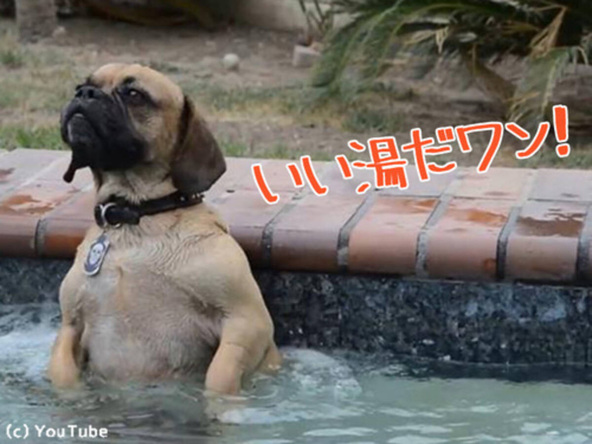 犬 いい湯だワン ジェットバスが気持ち良くて体をのけぞらせる 動画 17年11月3日 エキサイトニュース