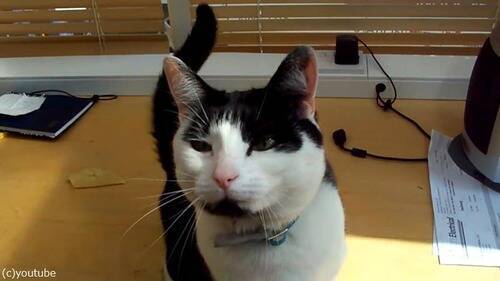 猫が ハッピーバースデー の歌を手伝ってくれた 動画 17年11月10日 エキサイトニュース