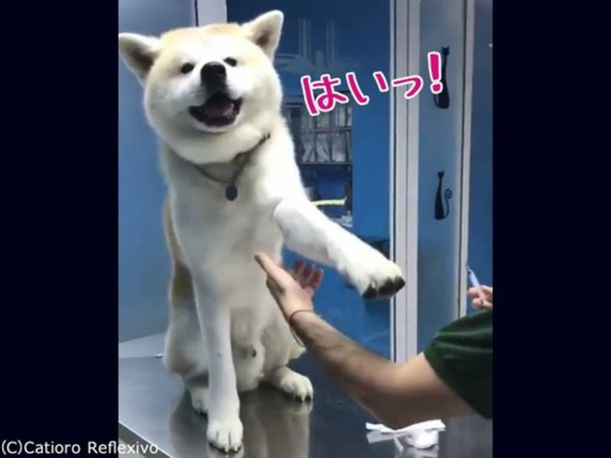 外国人 この秋田犬はなんて勇敢なのだろう 動画 17年11月15日 エキサイトニュース