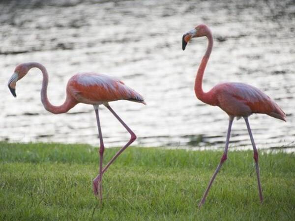 フラミンゴの赤ちゃんが こんなにキュートな生き物だったとは 17年11月19日 エキサイトニュース