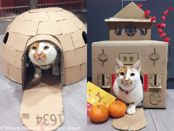 猫のために獣医さんが手作りダンボールハウスを作った キュートな写真いろいろ 17年11月日 エキサイトニュース