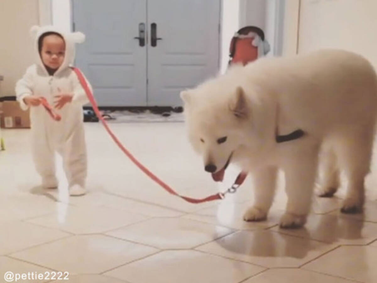 両方かわいい どっちが飼い主かわからない犬と赤ちゃん 動画 17年11月日 エキサイトニュース