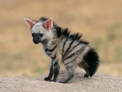 かわいくて個性的だけどあまり知られてない アードウルフ はこんな動物 17年11月24日 エキサイトニュース