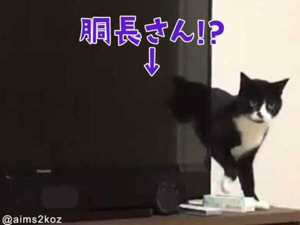 胴がめちゃくちゃ伸びる猫がいた テレビの後ろで 動画 17年11月30日 エキサイトニュース