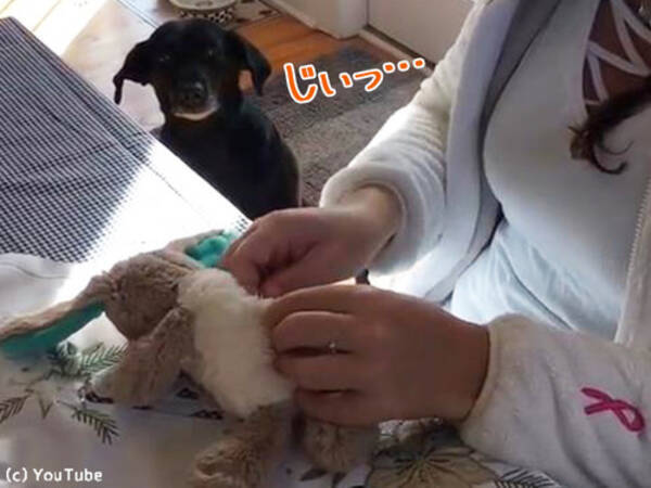 犬 お気に入りの人形を治してほしいの 手術をじっと待つ 動画 17年12月12日 エキサイトニュース
