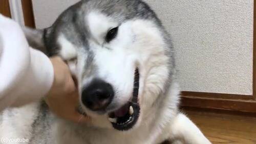 うちの犬は ナデナデすると笑顔に 止めると真顔になる 動画 17年12月21日 エキサイトニュース