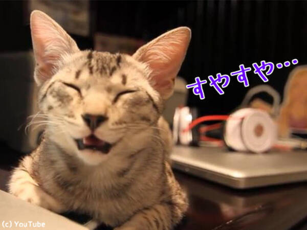 寝顔が世界一かわいい猫がこちら 動画 17年12月22日 エキサイトニュース