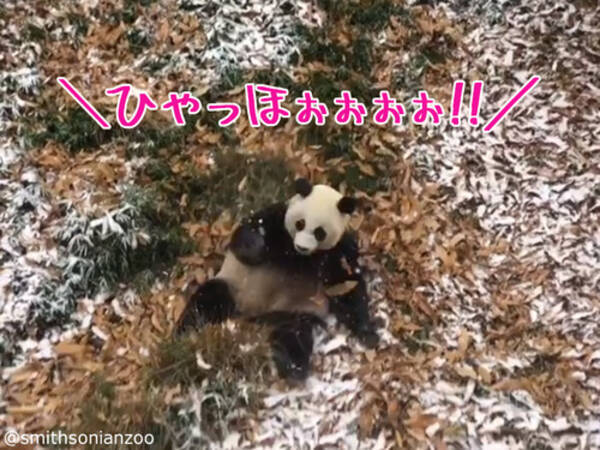 コロコロ転がるパンダがとてつもなくカワイイ スミソニアン国立動物園のメイシャン 動画 17年12月25日 エキサイトニュース