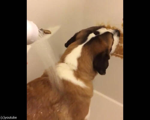 これは楽ちん お風呂で犬をおとなしくさせるテクニック 動画 18年1月3日 エキサイトニュース