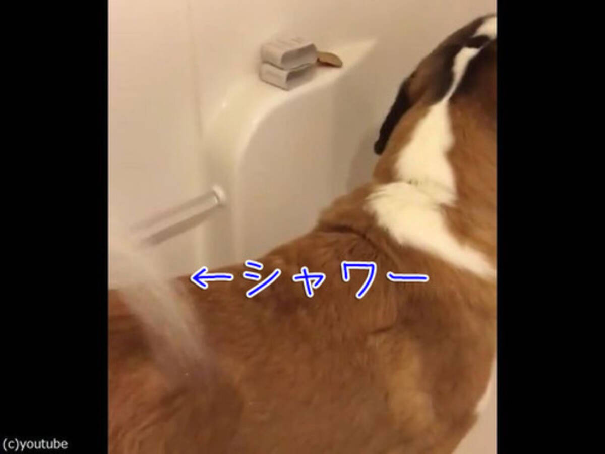 これは楽ちん お風呂で犬をおとなしくさせるテクニック 動画 18年1月3日 エキサイトニュース