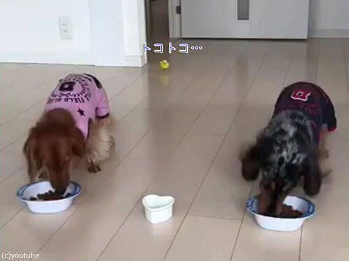 犬の隣でご飯を食べたいインコ 遠くから走ってくる 動画 18年1月7日 エキサイトニュース