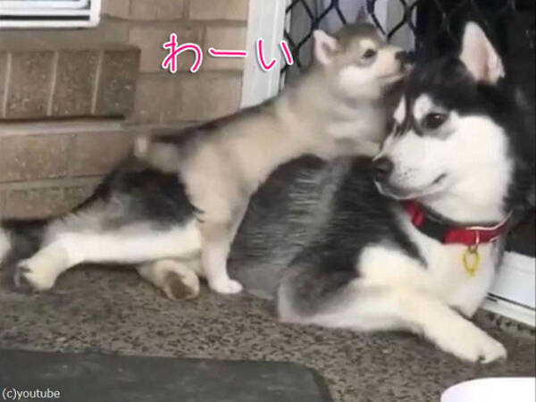 ハスキー犬史上 最高にドジっ子 動画 18年1月15日 エキサイトニュース