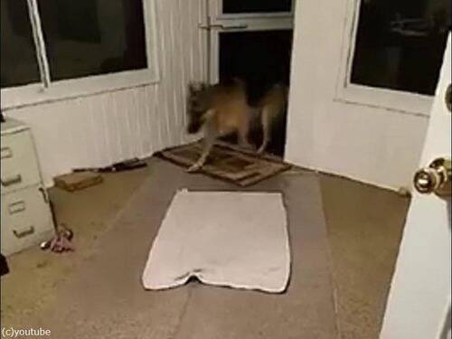 犬がカーペットを汚さないように玄関にビニールの敷物を買った 結果はこの通り 18年1月日 エキサイトニュース