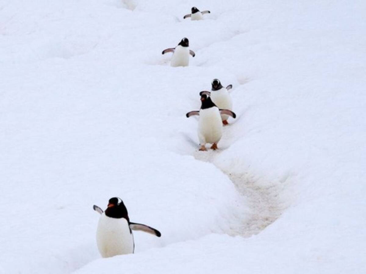 ペンギンのゆで卵は 白身が透明だった フォークランド諸島の食文化 18年1月27日 エキサイトニュース