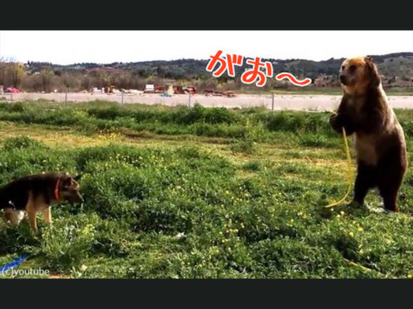 水遊びを楽しむクマと犬 とっても仲良し 動画 18年2月14日 エキサイトニュース