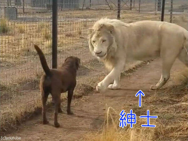 このホワイトライオンは とてつもなく紳士 犬に対してイケメンな行動をとる 18年2月15日 エキサイトニュース