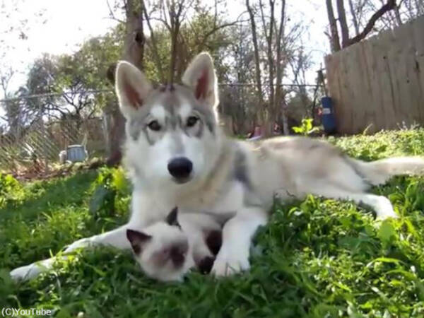 まるで親子 シャム猫の赤ちゃんを見守るやさしいハスキー犬 動画 18年2月28日 エキサイトニュース