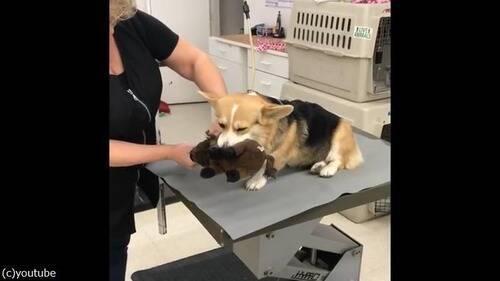 美容室でトリミング中の犬 それでも おもちゃは離さない 動画 18年3月2日 エキサイトニュース