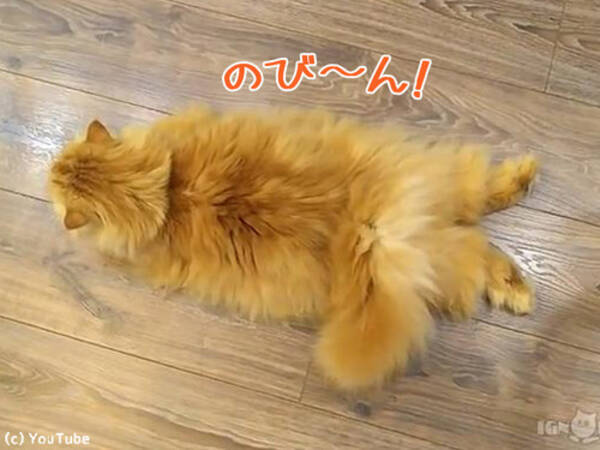 のび ん ストレッチ姿が最高にかわいい猫 動画 18年3月15日 エキサイトニュース