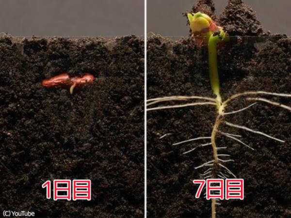 25日間の奇跡 植物が成長していく様子を根っこまで撮影したタイムラプス 動画 18年3月23日 エキサイトニュース