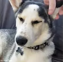 ハスキー犬史上 最高にドジっ子 動画 18年1月15日 エキサイトニュース