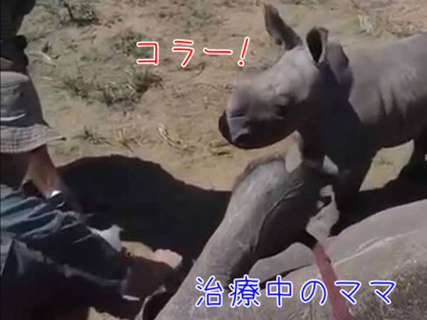 勇敢な赤ちゃんサイ 足を治療中のママが襲われてると思って必死に守ろうとする 18年4月8日 エキサイトニュース