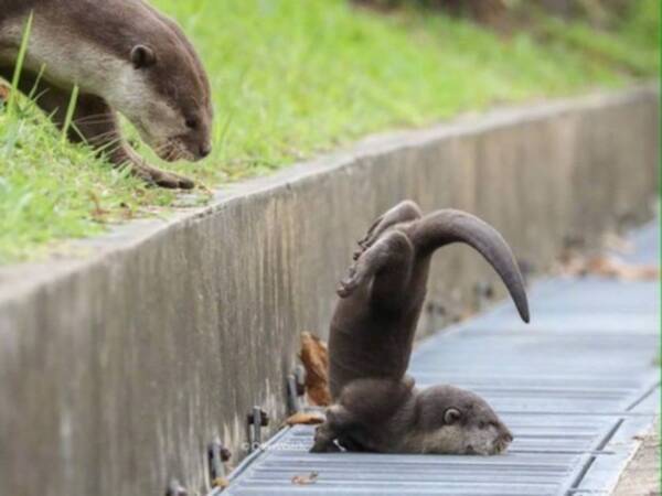 ドジっ子なカワウソの赤ちゃん 人気過ぎてパロディ素材となる 18年4月12日 エキサイトニュース