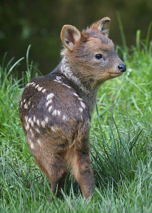 究極の癒し 動物の赤ちゃんたちのキュートな写真いろいろ 18年4月日 エキサイトニュース