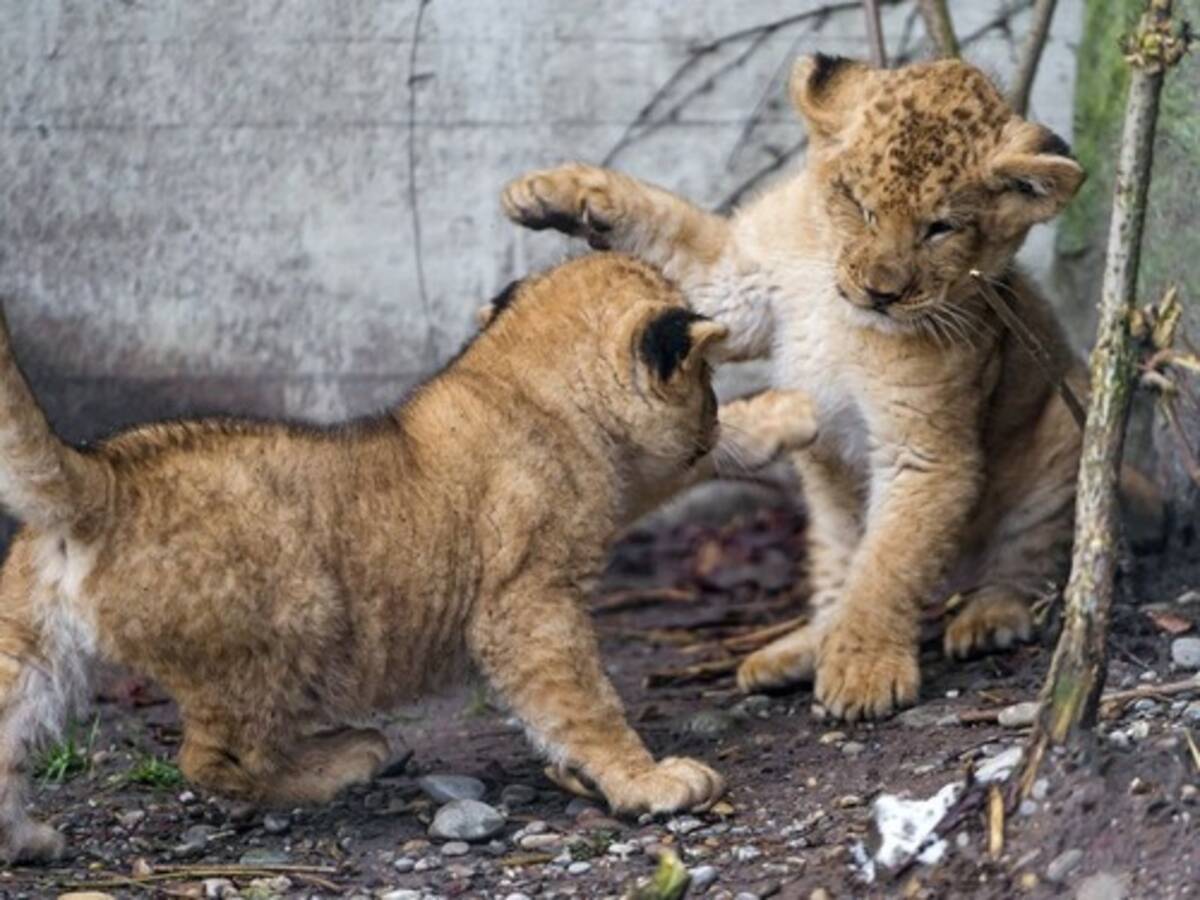 究極の癒し 動物の赤ちゃんたちのキュートな写真いろいろ 18年4月日 エキサイトニュース