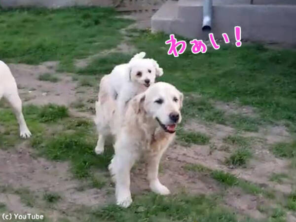 犬の背中に乗るのが大好きな子犬 動画 18年4月25日 エキサイトニュース