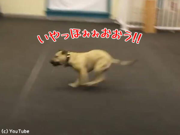 ピザが好きすぎる犬 喜びの表現がハンパない 動画 18年4月27日 エキサイトニュース