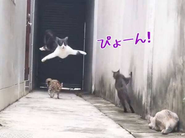 この猫たちの躍動感よ 忍者もびっくりの動き 動画 18年5月10日 エキサイトニュース