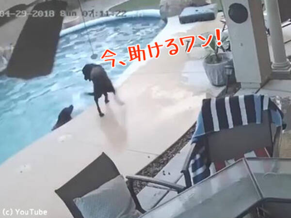 仲間が溺れてる 犬が体を張って救助 素晴らしい友情を見せる 動画 18年5月18日 エキサイトニュース