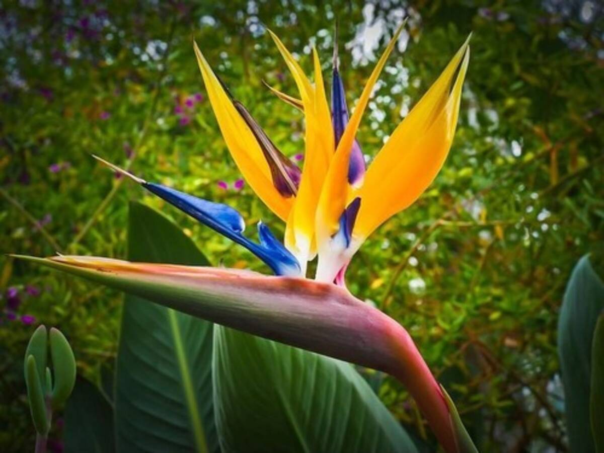 この花が極楽鳥と呼ばれる理由を 今まで勘違いしていた 鳥に似ている理由 18年5月27日 エキサイトニュース