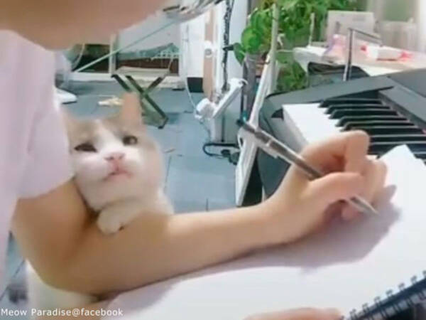 この猫は絶対 自分のかわいさを知ってる 動画 18年6月3日 エキサイトニュース