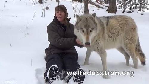 オオカミが懐きまくると こんなにかわいい 動画 18年6月日 エキサイトニュース