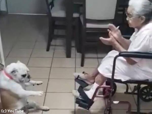 ゆ らゆら おばあちゃんの歌に合わせてダンスする犬 動画 18年6月23日 エキサイトニュース