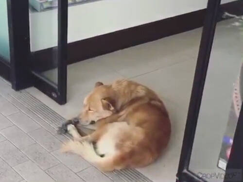 コンビニの自動ドアに挟まれた犬 そのままウトウト眠り続ける 動画 18年9月6日 エキサイトニュース