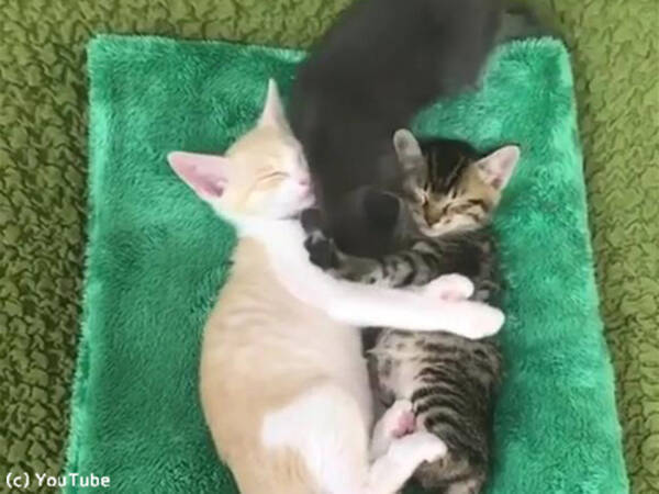 子猫2匹がくっついて寝ている間に 割込み上手な子猫 動画 18年9月11日 エキサイトニュース