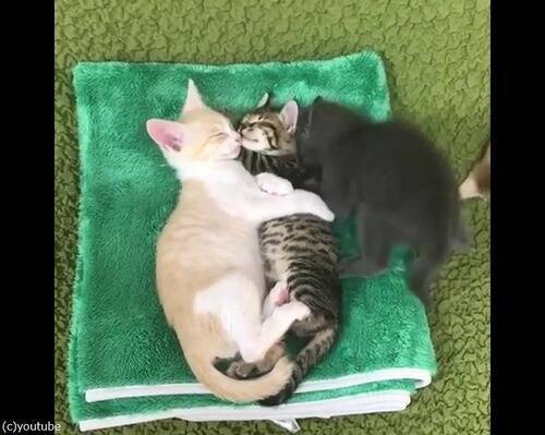 子猫2匹がくっついて寝ている間に 割込み上手な子猫 動画 18年9月11日 エキサイトニュース