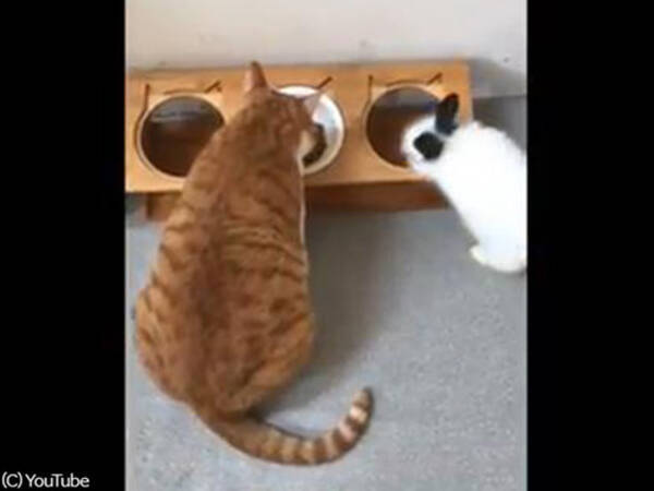 なんて心優しい猫 ウサギにご飯を譲ってあげる 動画 18年9月16日 エキサイトニュース